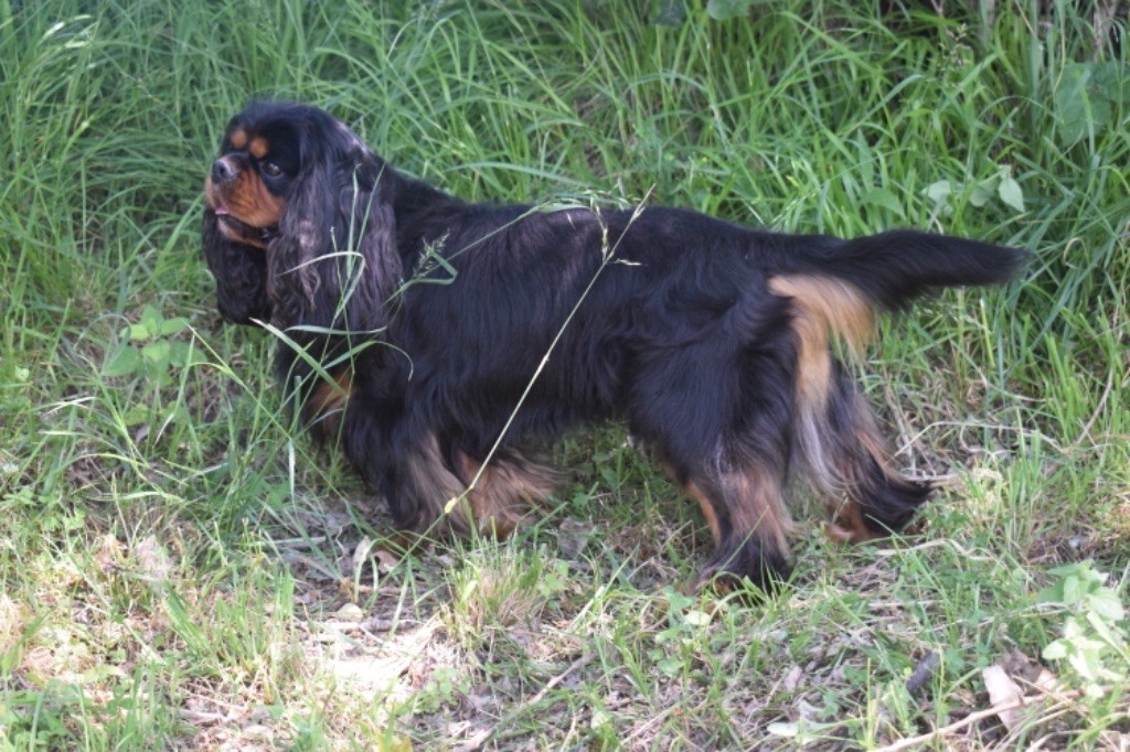 Marley des vents d'océan