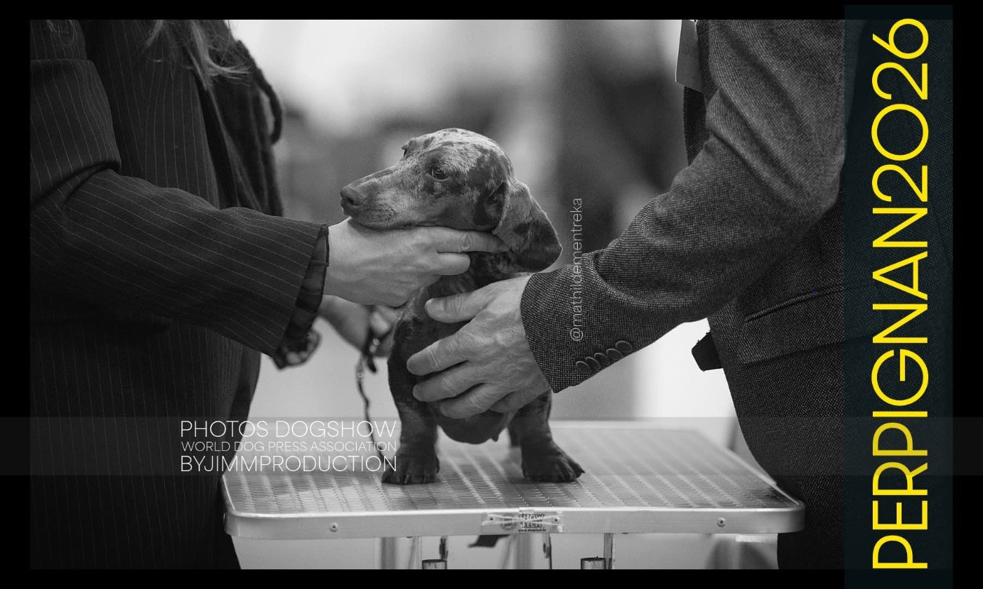 Vanilla ice cream chocolate du Buc de la Coume