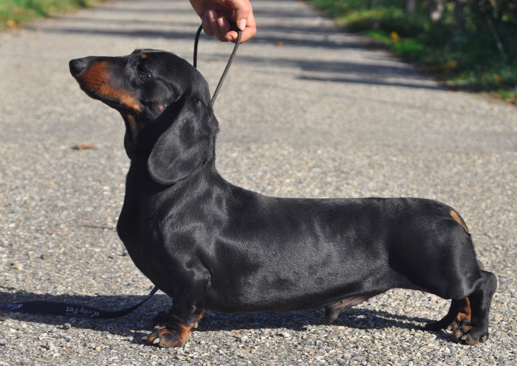 Salmeron de fermincan