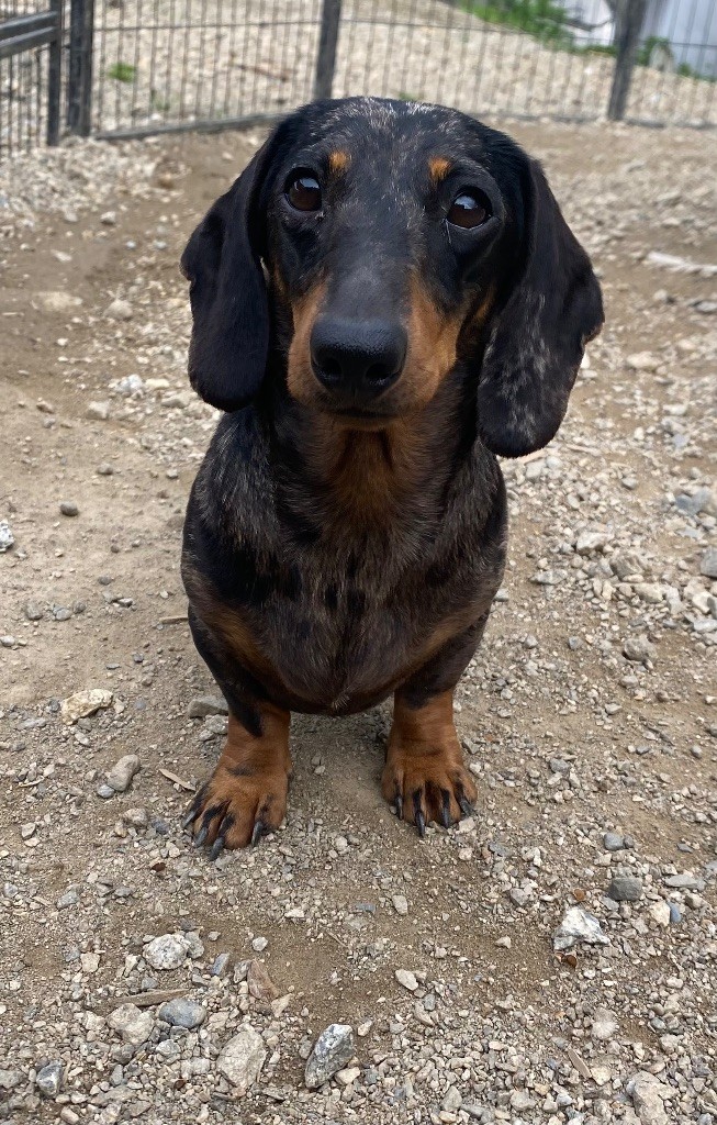 Tumbleweed o mexico (Sans Affixe)