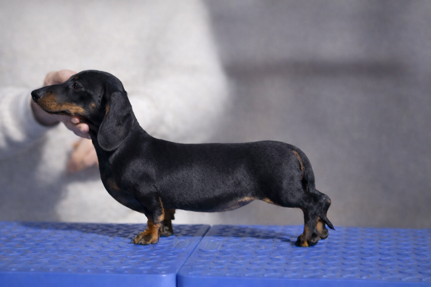 AMBER BLACK MOON « HARMONY » du Buc de la Coume