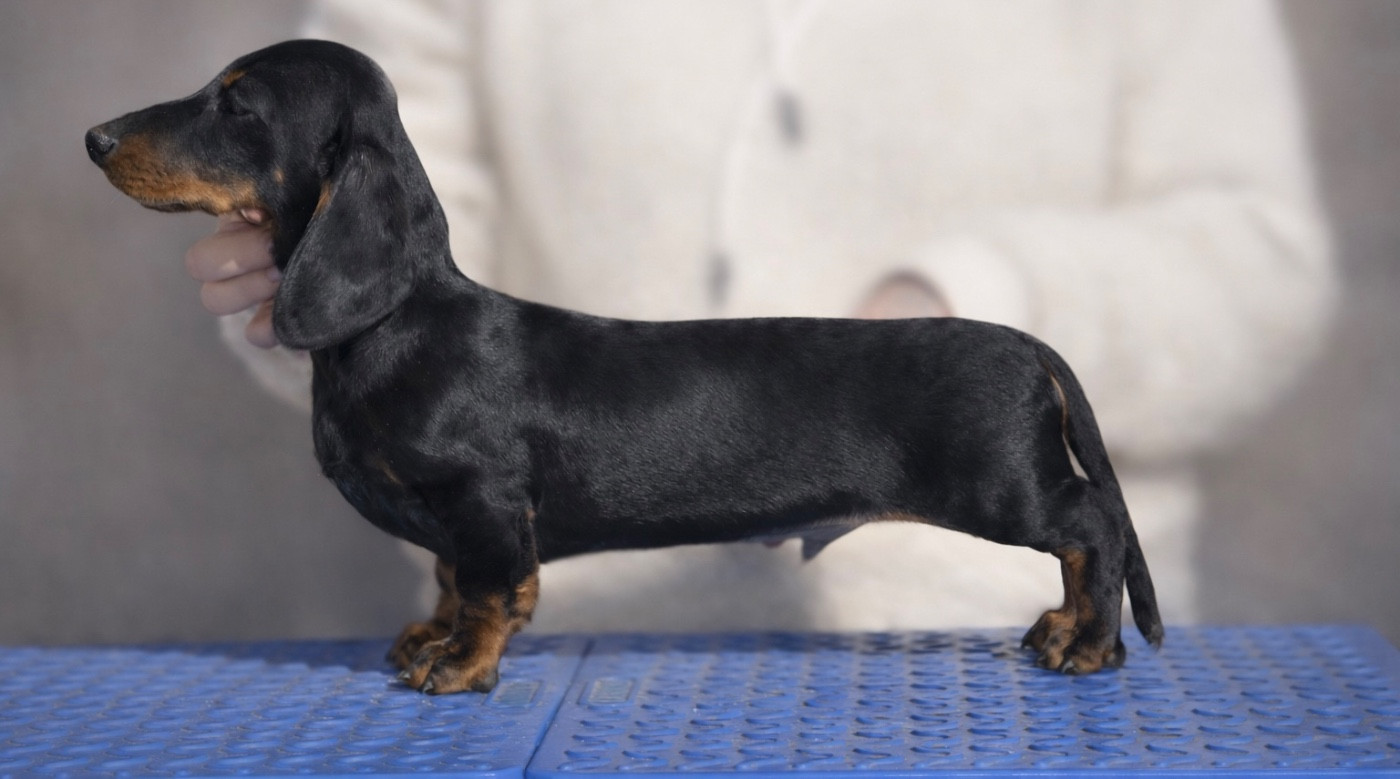 AMORE MIO de la Cité du Guerrier