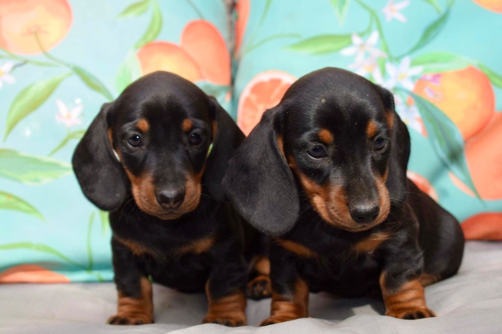 du Buc de la Coume - Chiots disponibles - Teckel poil ras