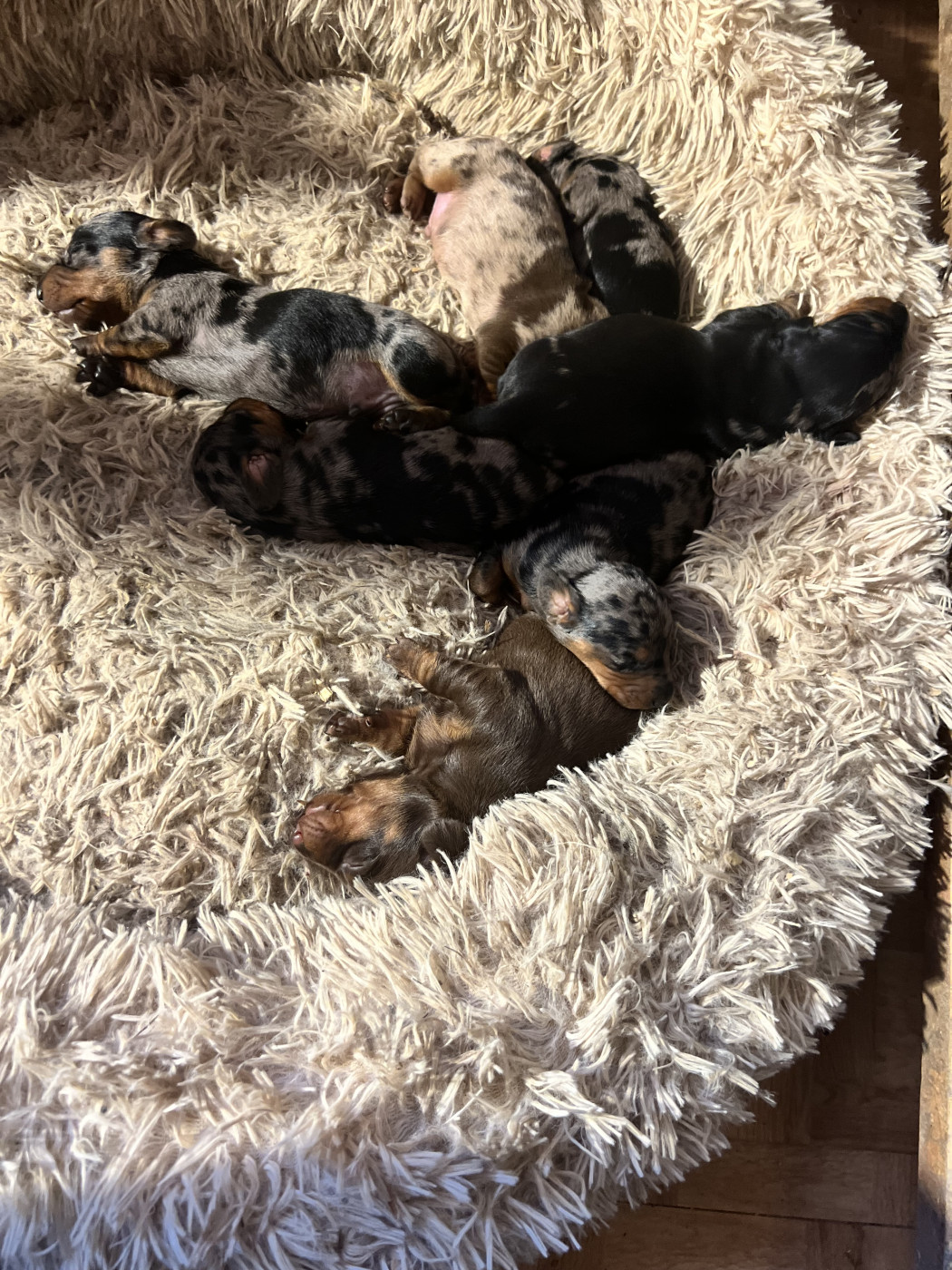 Chiot Teckel poil ras du Buc de la Coume