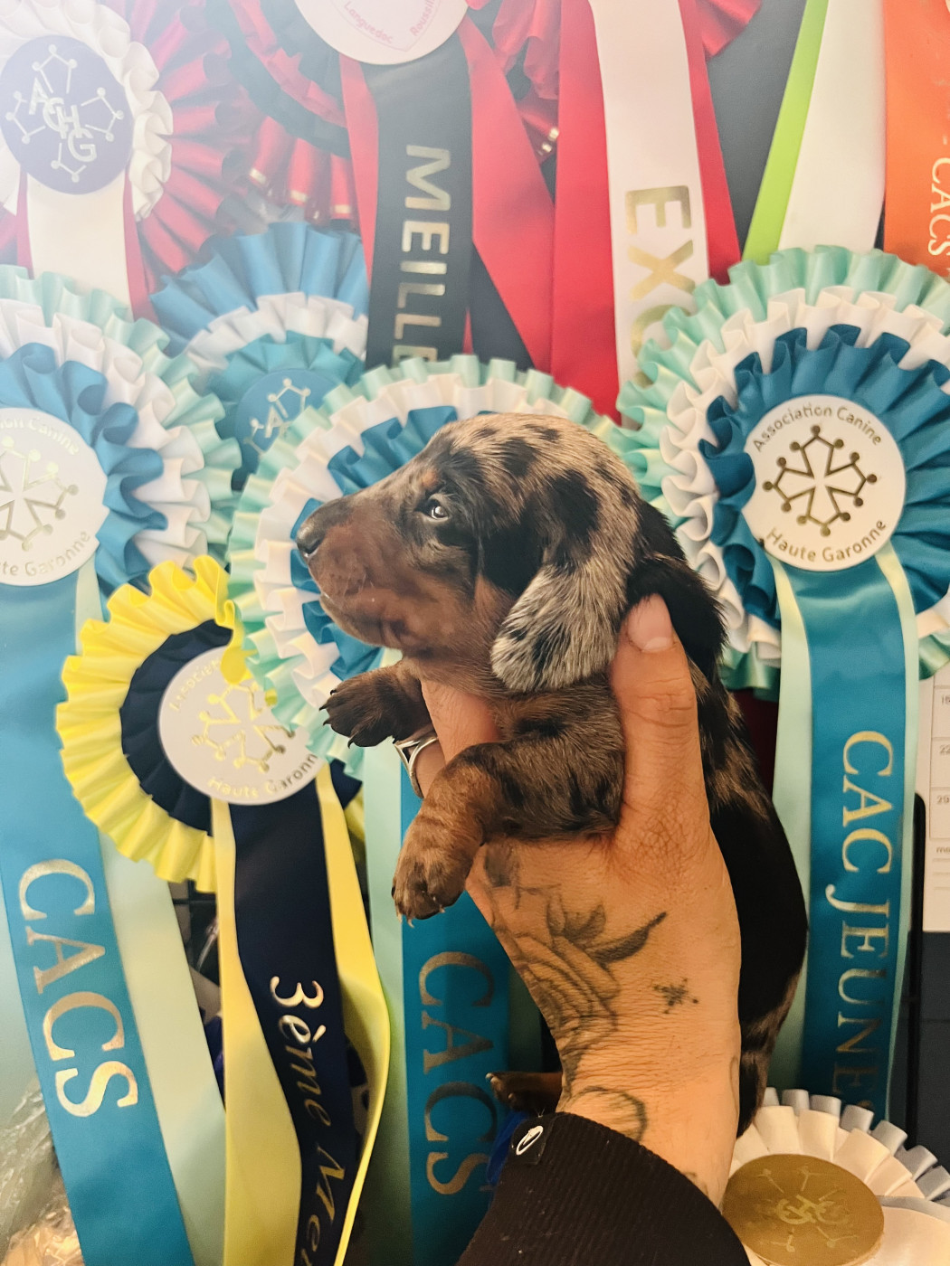 du Buc de la Coume - Chiots disponibles - Teckel poil ras