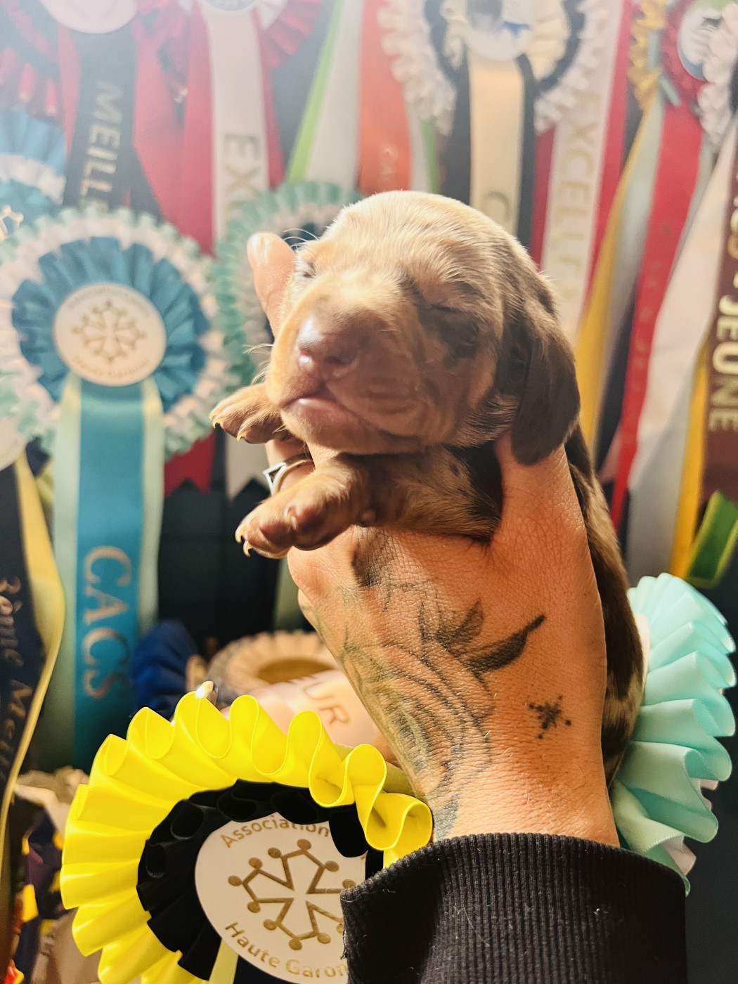 du Buc de la Coume - Chiots disponibles - Teckel poil ras