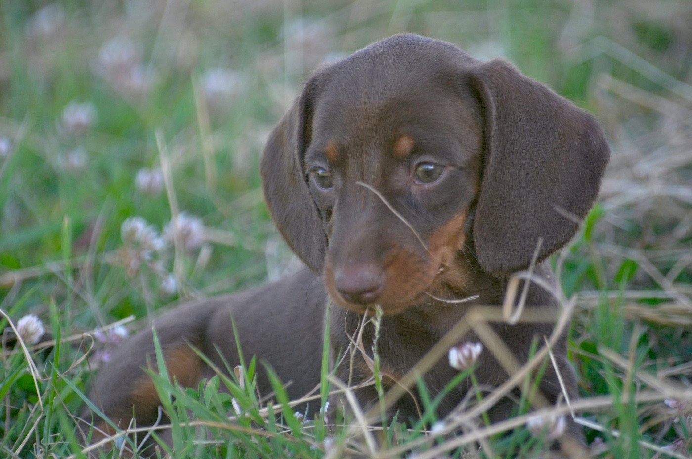 du Buc de la Coume - Chiots disponibles - Teckel poil ras