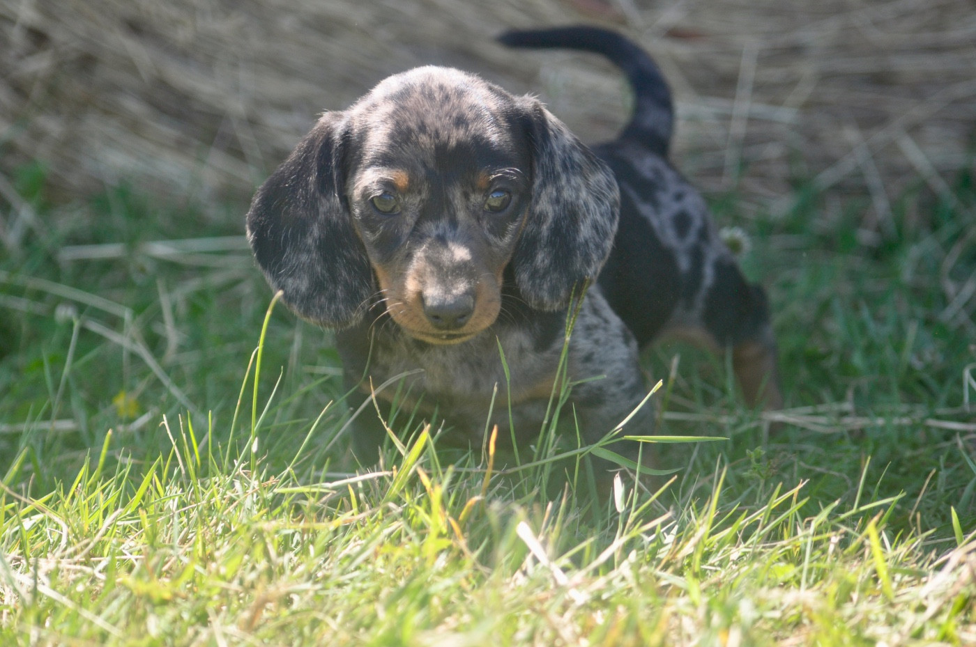 du Buc de la Coume - Chiots disponibles - Teckel poil ras