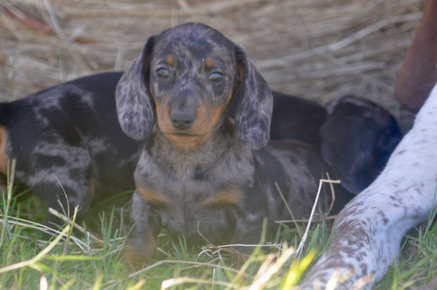 du Buc de la Coume - Chiots disponibles - Teckel poil ras