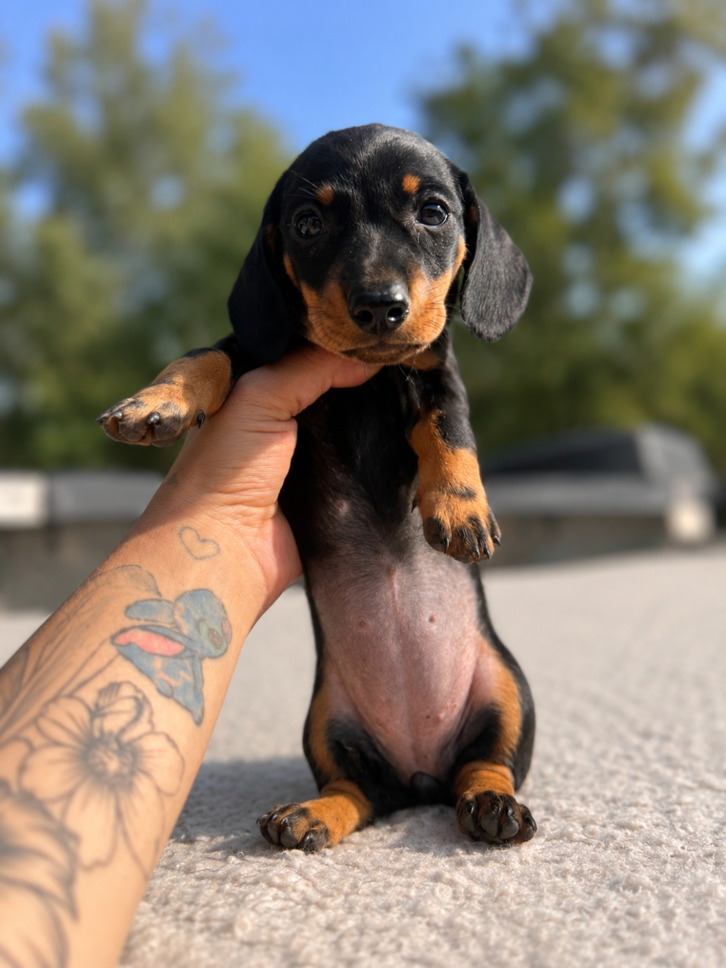 du Buc de la Coume - Chiots disponibles - Teckel poil ras