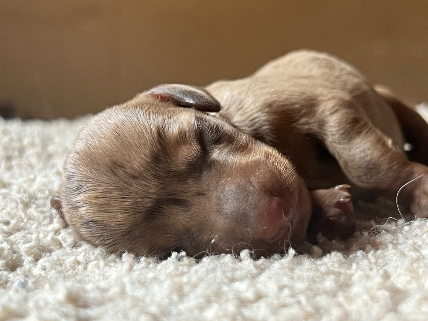 du Buc de la Coume - Chiots disponibles - Teckel poil ras