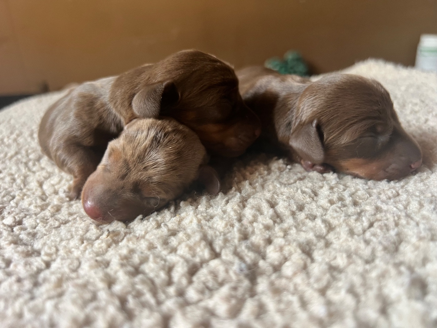 du Buc de la Coume - Chiots disponibles - Teckel poil ras