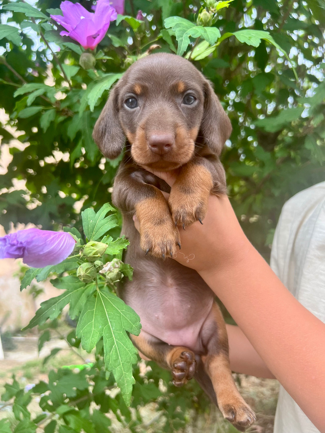 du Buc de la Coume - Chiots disponibles - Teckel poil ras