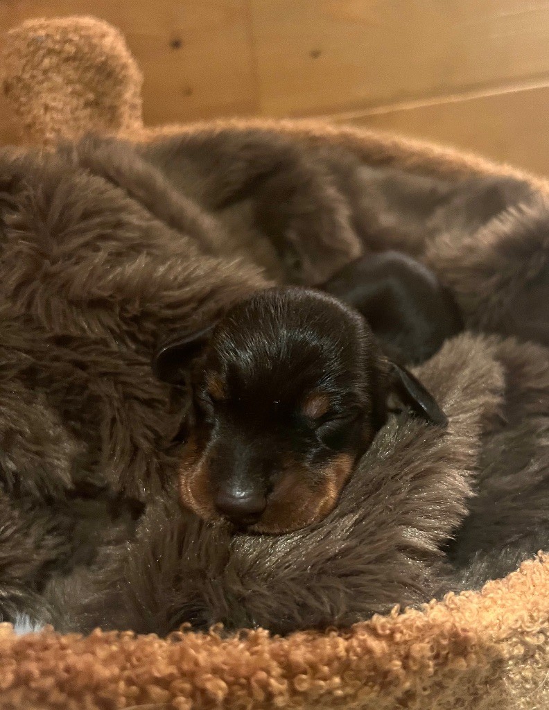 du Buc de la Coume - Chiots disponibles - Teckel poil ras