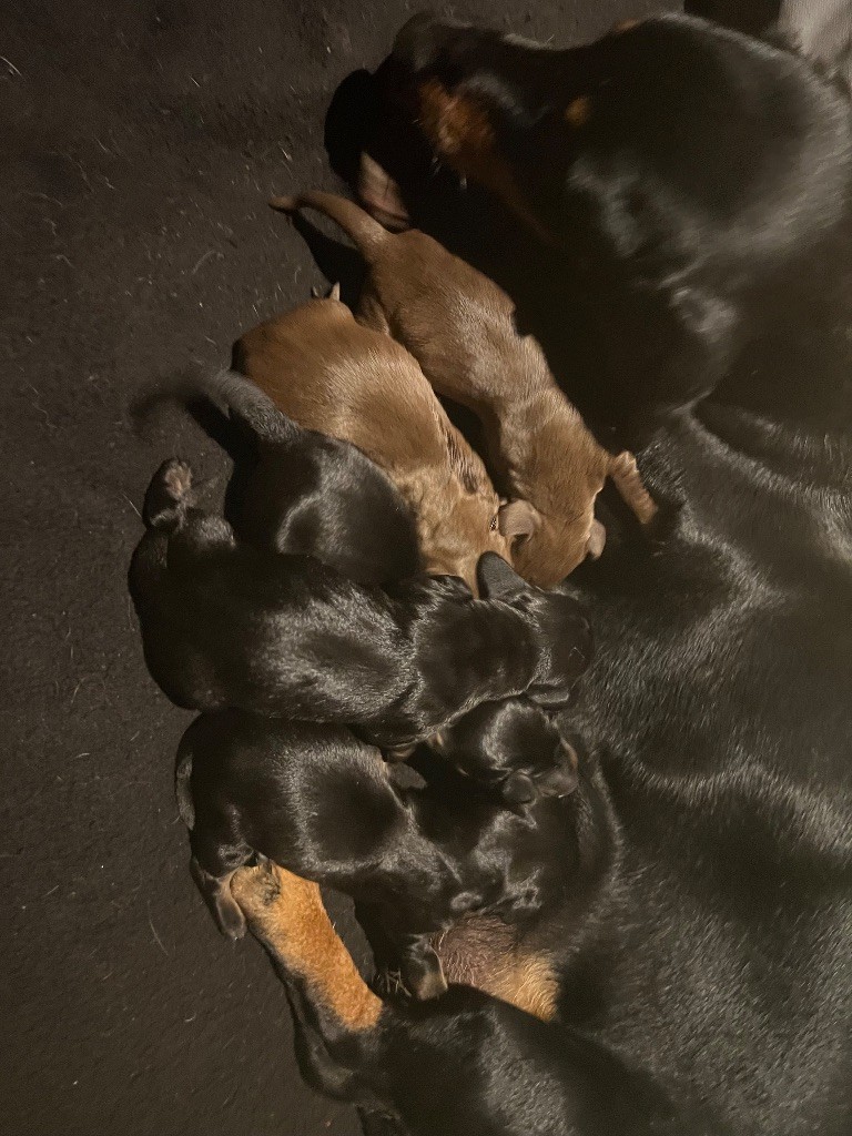 Chiot Teckel poil ras du Buc de la Coume