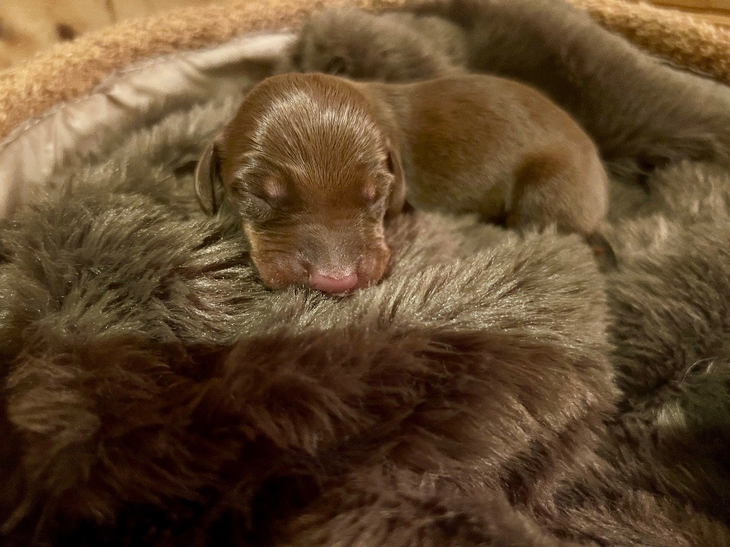 du Buc de la Coume - Chiots disponibles - Teckel poil ras