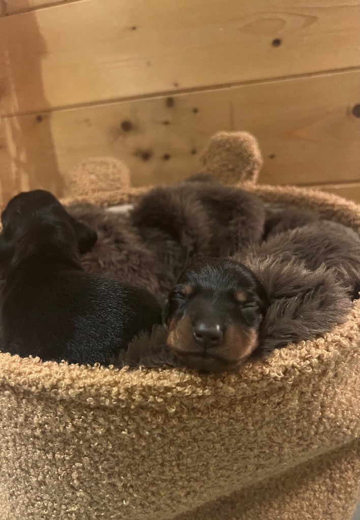 du Buc de la Coume - Chiots disponibles - Teckel poil ras