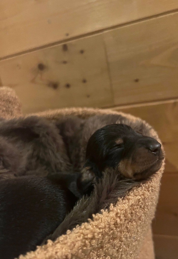 du Buc de la Coume - Chiots disponibles - Teckel poil ras